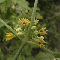 Leptadenia reticulata (Retz.) Wight & Arn